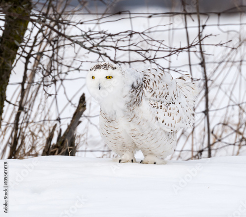 Snowy Owl Resting on Snow © FotoRequest