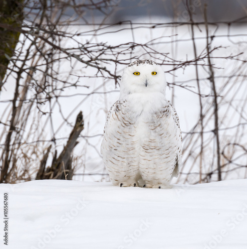 Snowy Owl Portrait  © FotoRequest