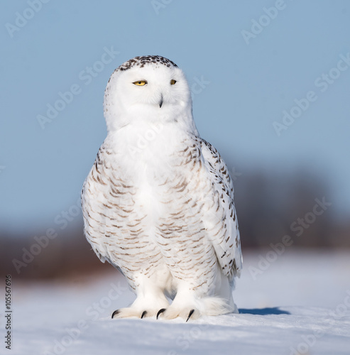 Snowy Owl Portrait 