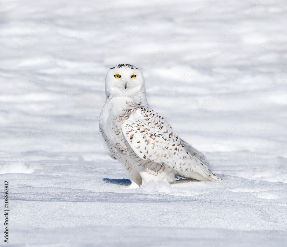 Snowy Owl Snowy Owl