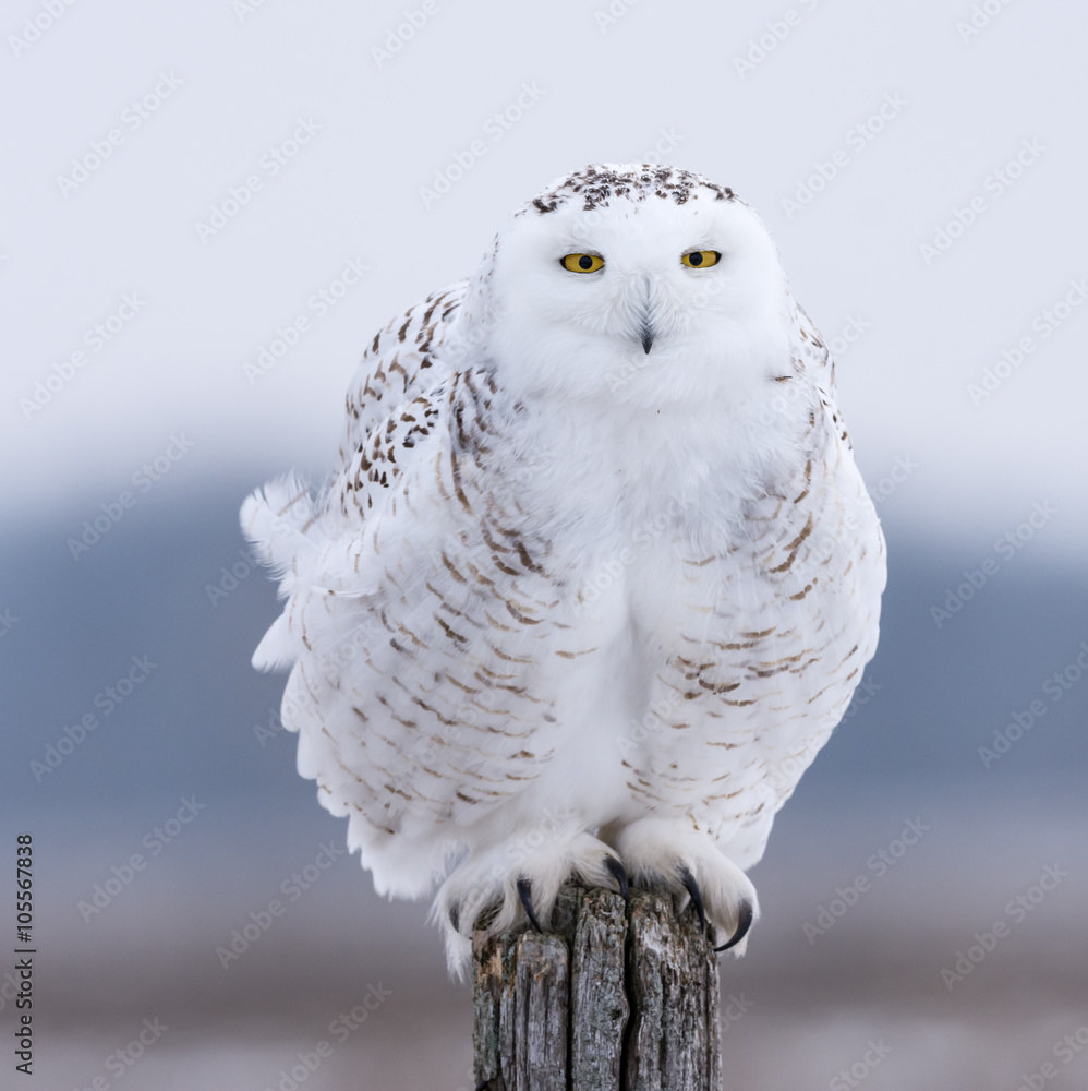 Naklejka premium Snowy Owl