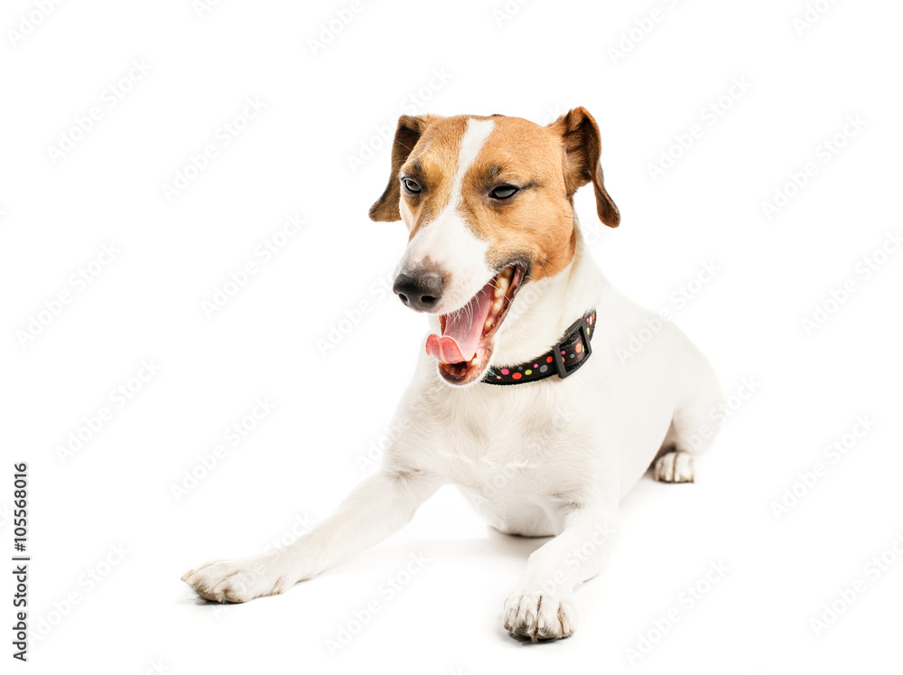Funny dog yawns