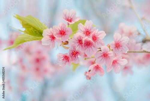 Fototapeta Naklejka Na Ścianę i Meble -  Soft focus Cherry Blossom or Sakura flower on nature background