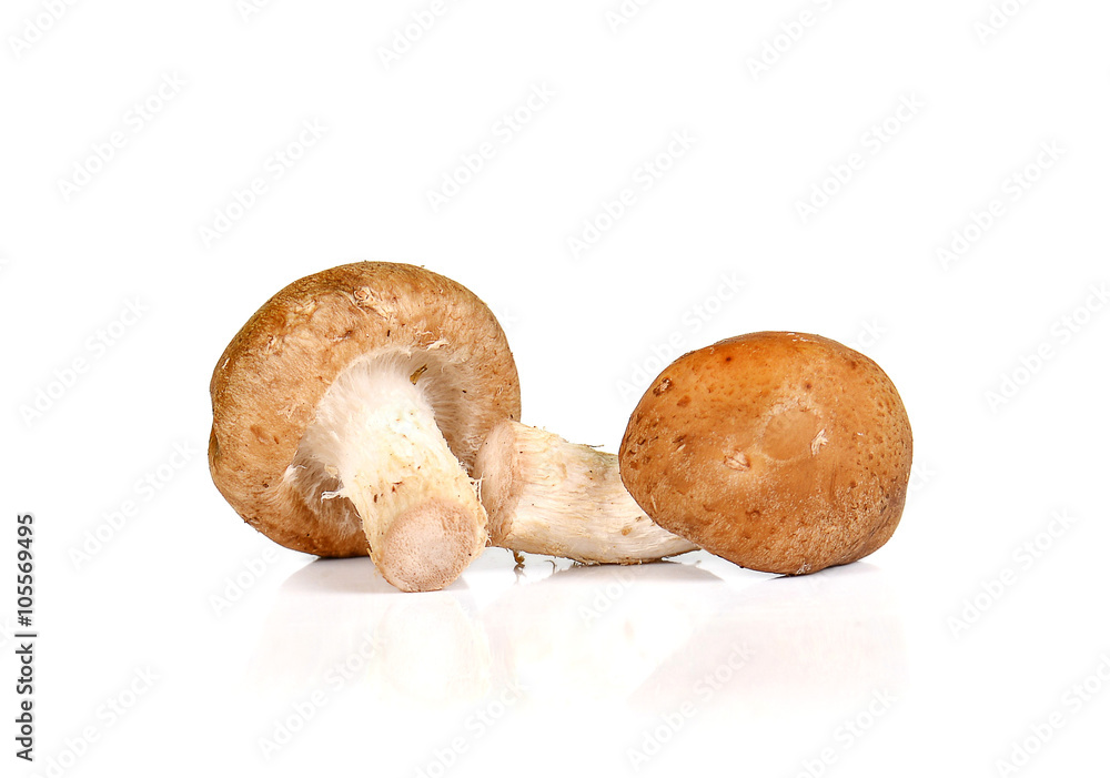 Fresh mushroom,Chinese mushroom on white background. Fresh mushroom,Chinese mushroom on white background.