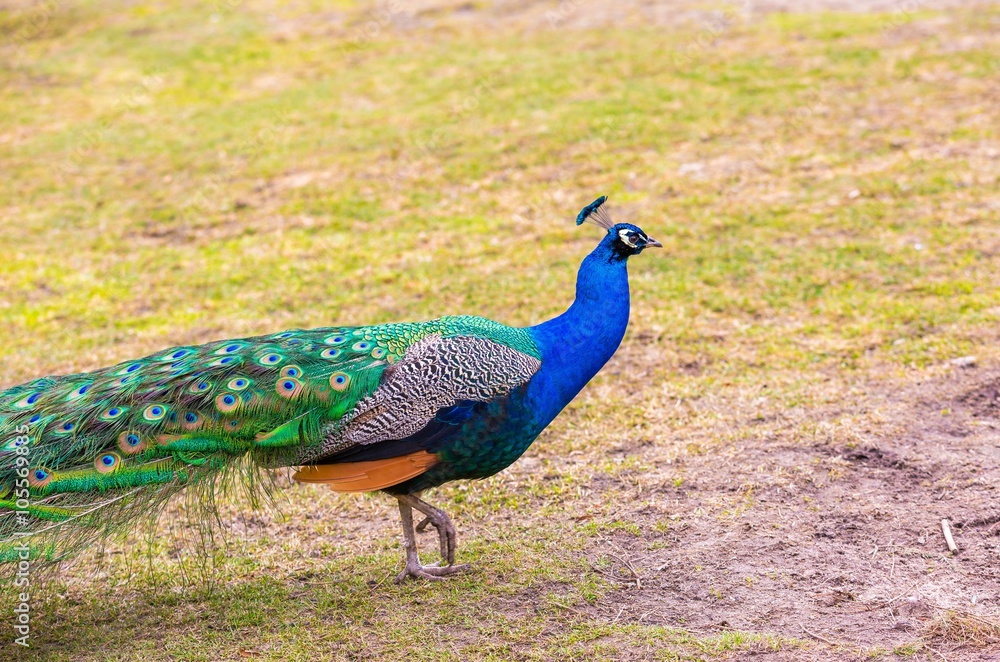 Fototapeta premium Beautiful peacock portrait