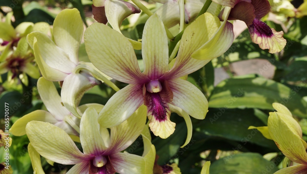 Yellow and purple orchid bloom Dendrobium Changi Airport hybrid Yellow and purple orchid bloom Dendrobium Changi Airport hybrid
