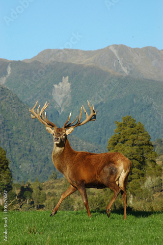 16 point stag