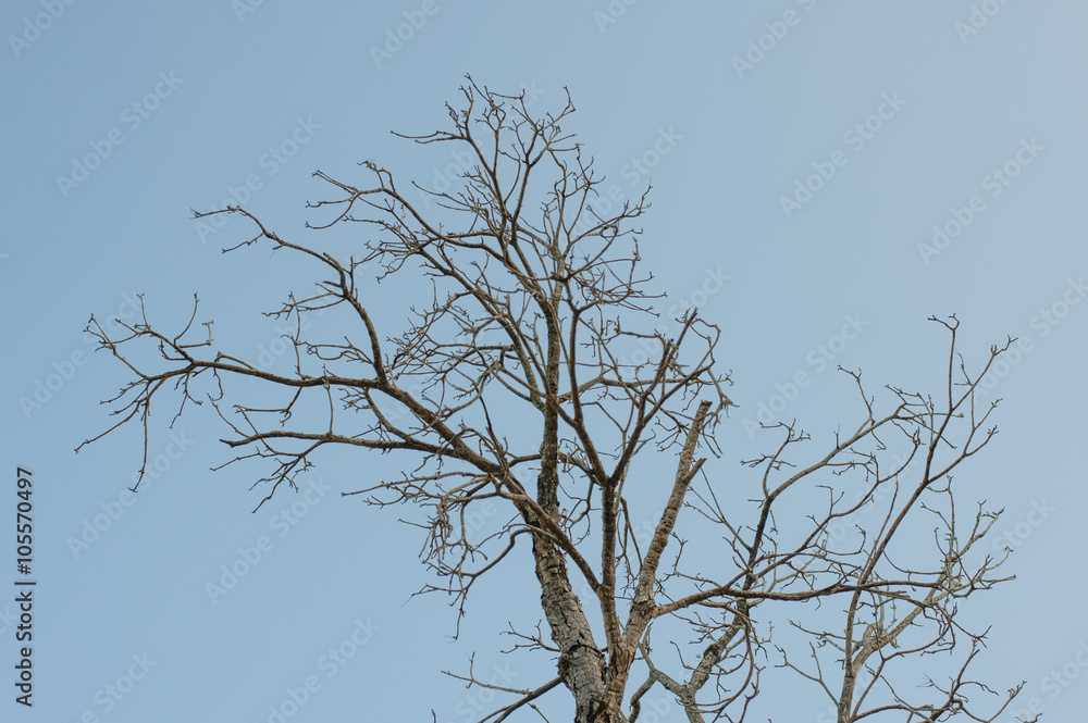 Obraz premium tree branches
