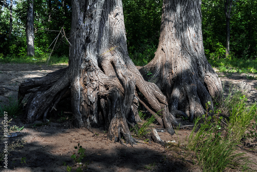 roots of two centenary trees as mangra on the river bank
roots of two centenary trees as mangra on the river bank