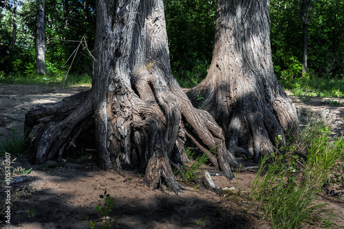 roots of two centenary trees as mangra on the river bank 