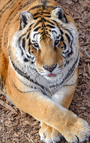 Fototapeta Naklejka Na Ścianę i Meble -  The Tiger, once common in many areas of Asia, Russia and the middle east, has become an endangered species, threatened in its native range with only a fraction of its original poulation remaining