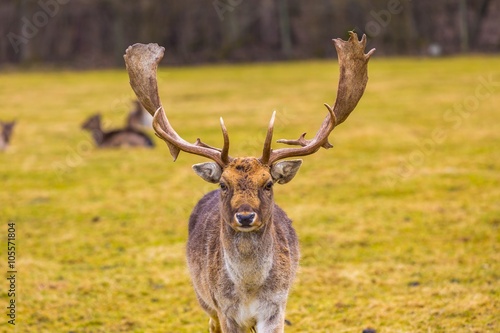 Fallow-deer in outdoor