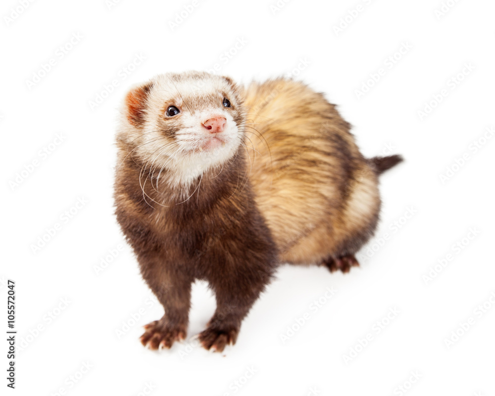 Adorable Ferret Isolated on White Adorable Ferret Isolated on White