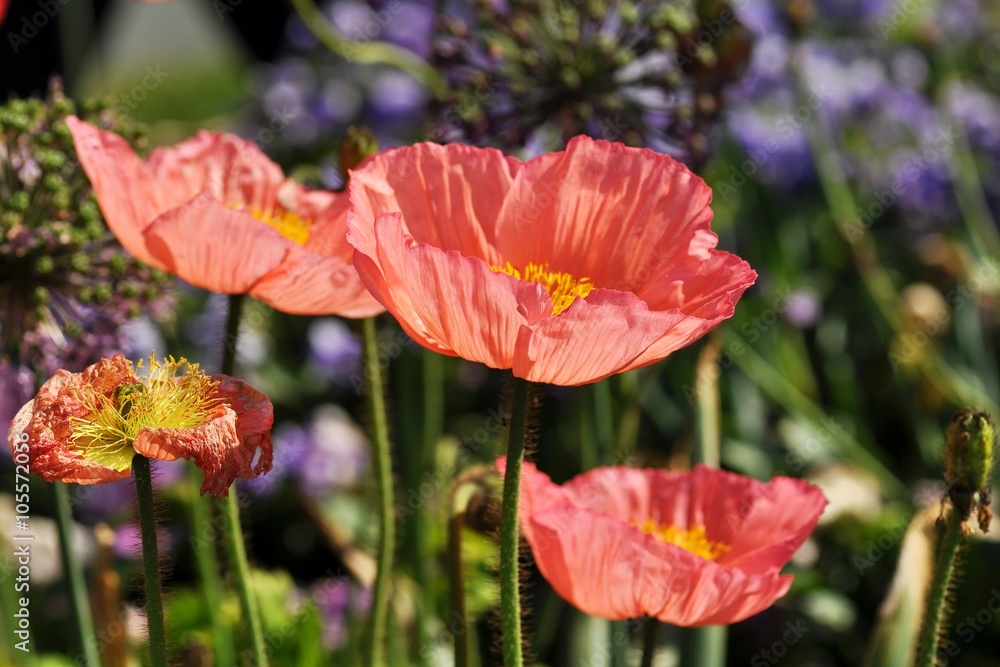 Pink Poppies flower. Pink Poppies flower.