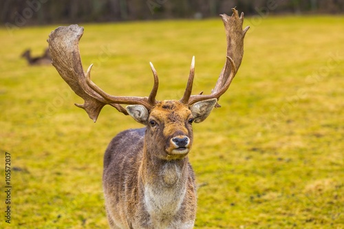 Fallow-deer in outdoor
