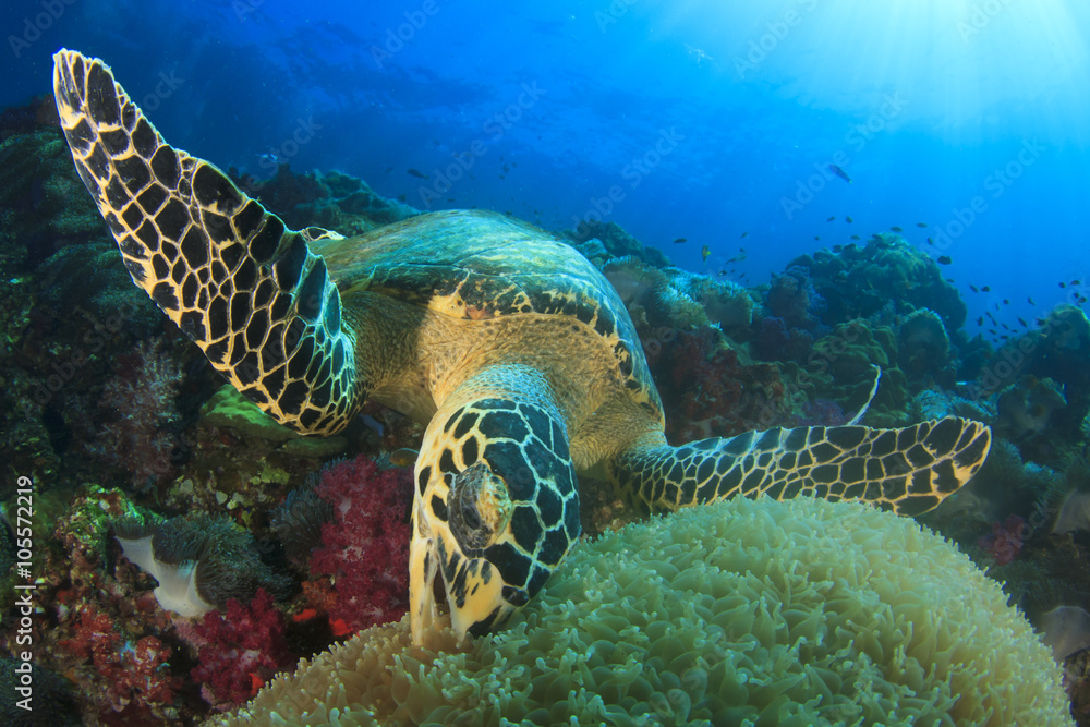Obraz premium Hawksbill Sea Turtle 