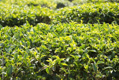 Fototapeta Naklejka Na Ścianę i Meble -  Green tea leaves on tea plantation