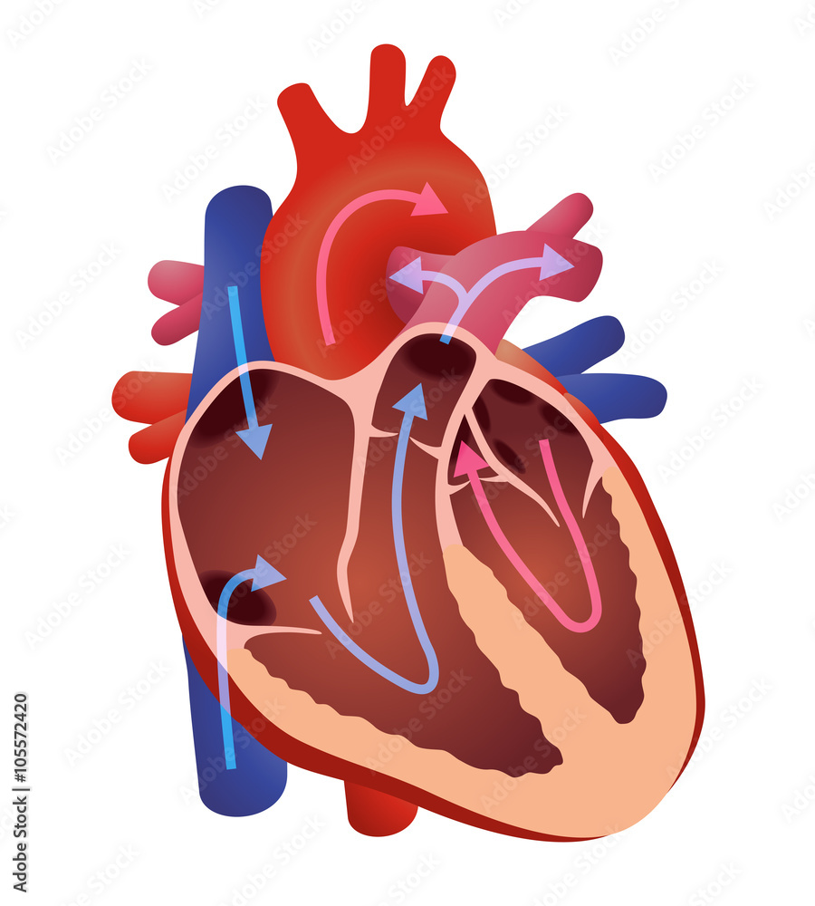 diagram of human cardiac structure, the heart, vector illustration ...