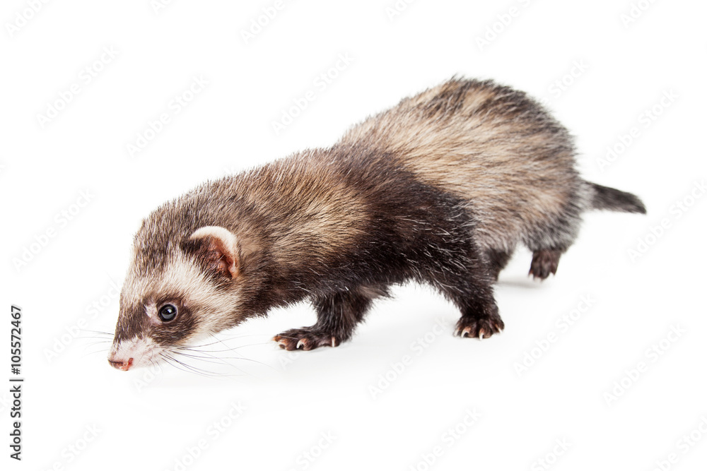 Adorable Pet Ferret Sniffing Floor Adorable Pet Ferret Sniffing Floor