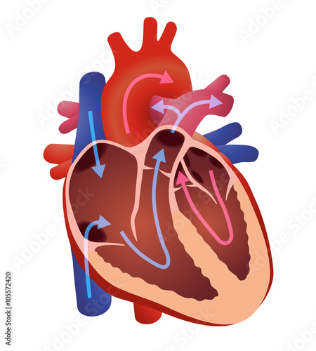 diagram of human cardiac structure, the heart, vector illustration