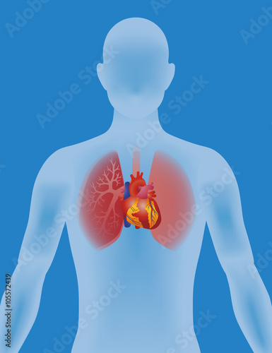 the heart of human, vector illustration
