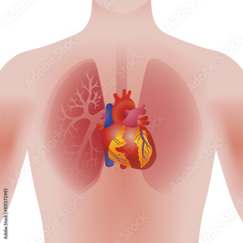 the heart of human, vector illustration