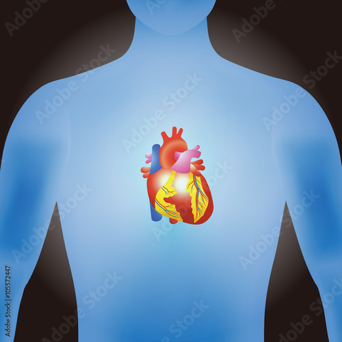 the heart of human, vector illustration
