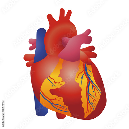 the heart of human, vector illustration