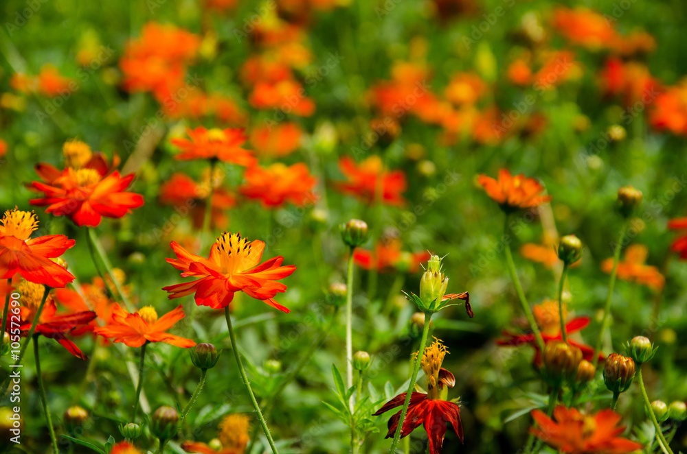 Cosmos in formal Garden Cosmos in formal Garden