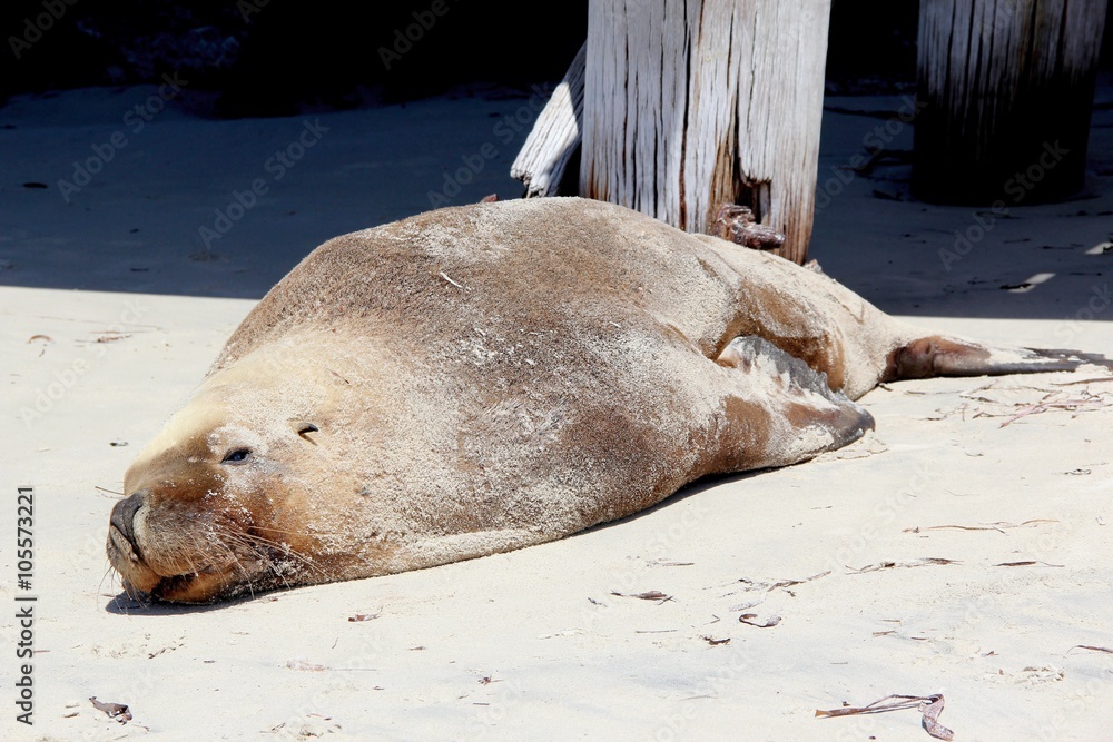 Naklejka premium Lion de mer, Australie