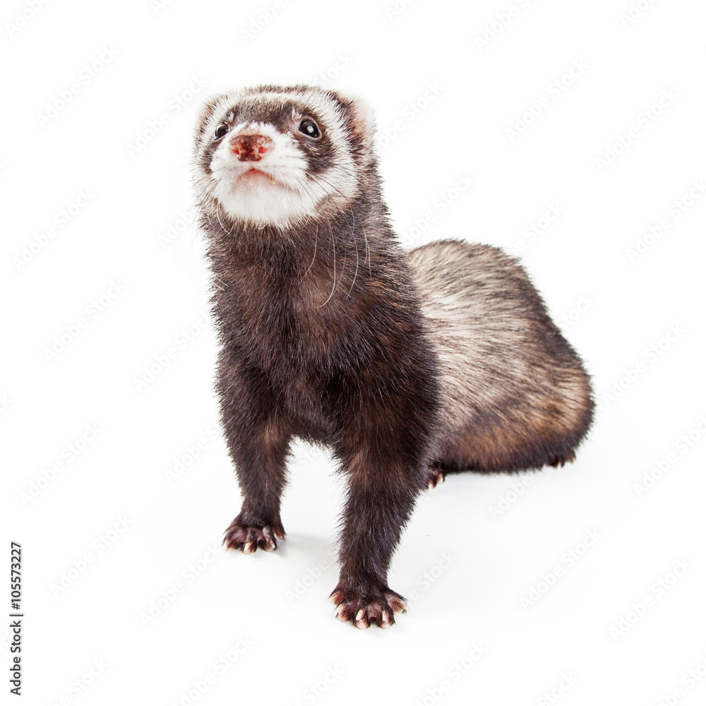 Curious Ferret Looking Up Over white Curious Ferret Looking Up Over white