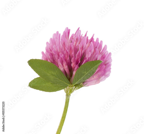 Clover or trefoil flower medicinal herbs isolated on white backg