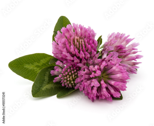 Clover or trefoil flower medicinal herbs isolated on white backg