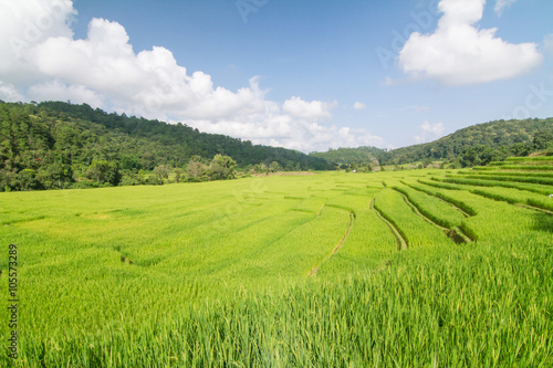 rice terrace © rukawajung