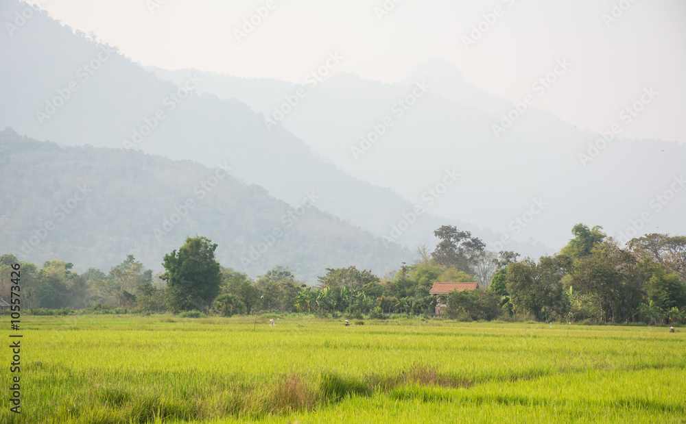green rice field and mountain