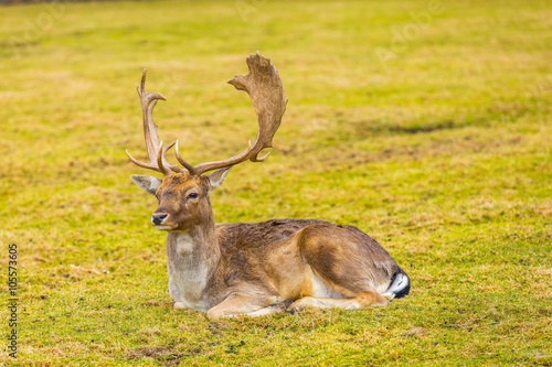 Fallow-deer in outdoor