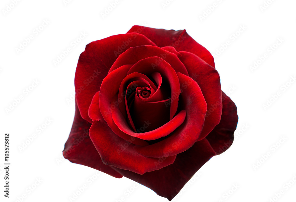 Naklejka premium czerwona róża na białym tle