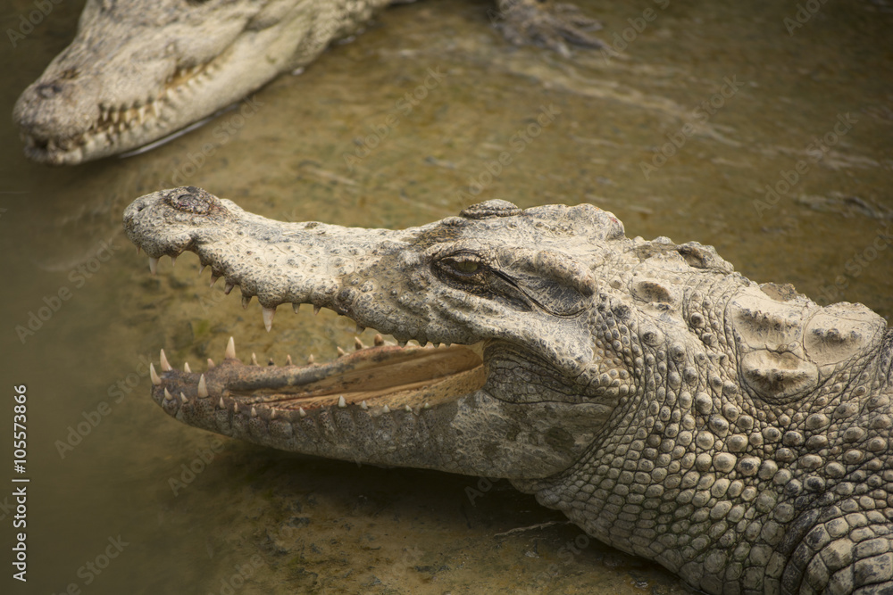 Fototapeta premium Big wild crocodile in Vietnam