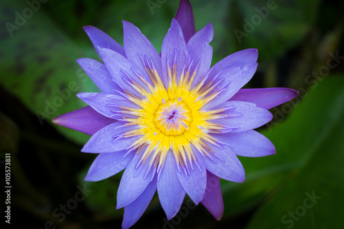 lotus vintage ,Colorful lotus image And a dark background