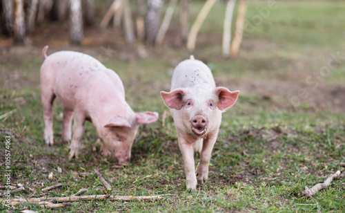 pig's children on farm