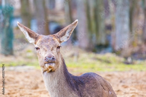 Deer doe resting on ground