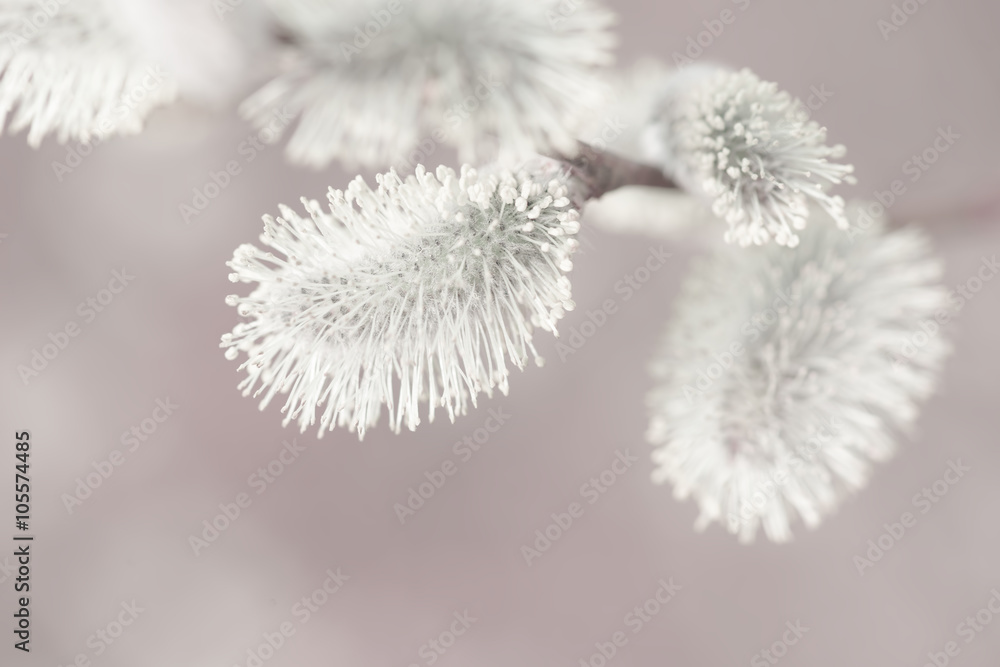 Beautiful pussy willow flowers branches on blurred natural background Beautiful pussy willow flowers branches on blurred natural background