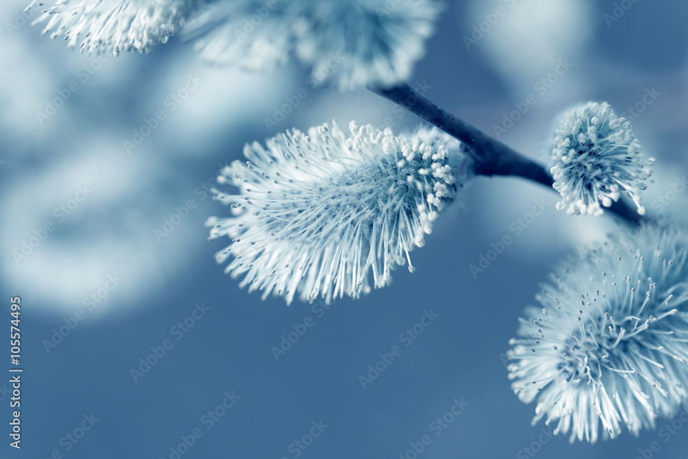 Beautiful pussy willow flowers branches on blurred natural background Beautiful pussy willow flowers branches on blurred natural background