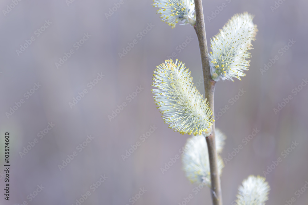 Beautiful pussy willow flowers branches on blurred natural background Beautiful pussy willow flowers branches on blurred natural background