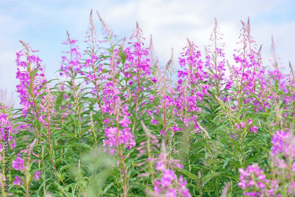 Obraz premium Pink flowers of fireweed (Epilobium or Chamerion angustifolium) in bloom ivan tea