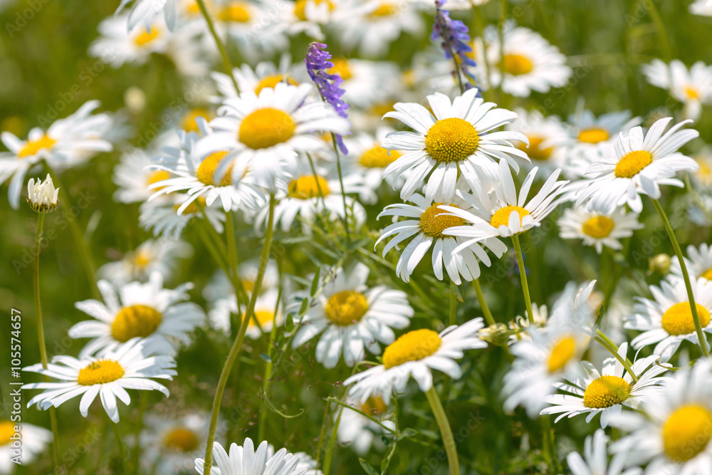 Wild chamomile flowers Wild chamomile flowers