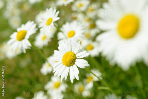 Wild chamomile flowers © Сyrustr