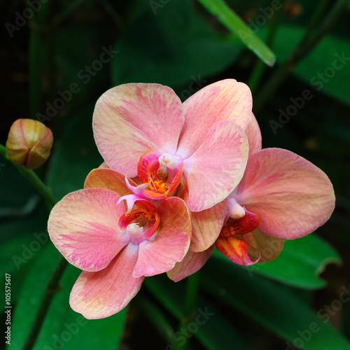 Pink orchids for pattern