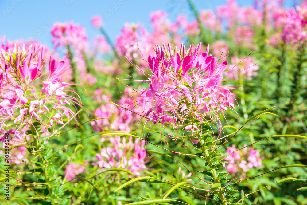 Obraz premium Pink Spider flower (Cleome hassleriana) in the garden.
