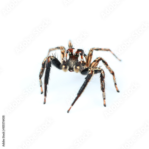 One home spider isolated on white